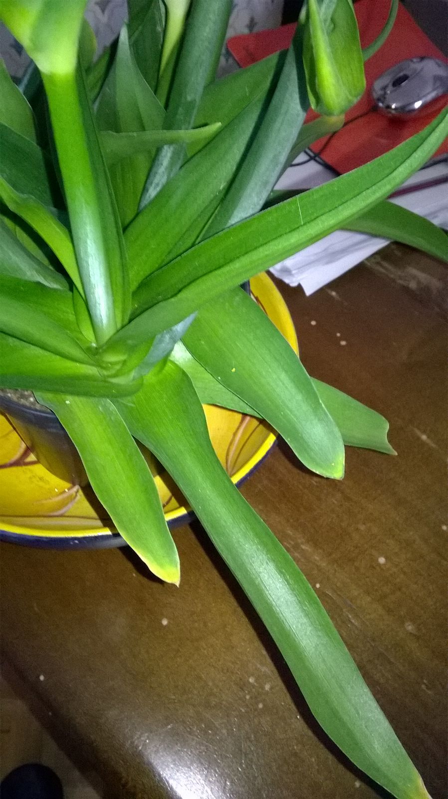 Ornithogalum dubium (Asparagaceae)  - Italia  [Sud Africa]