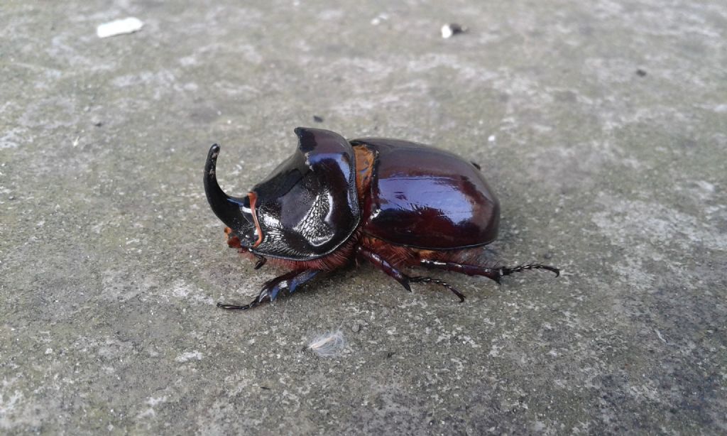 Oryctes nasicornis, Dynastidae, maschio.