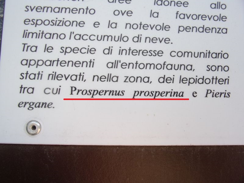 Nuove specie di sfingi in Piemonte (val Susa)