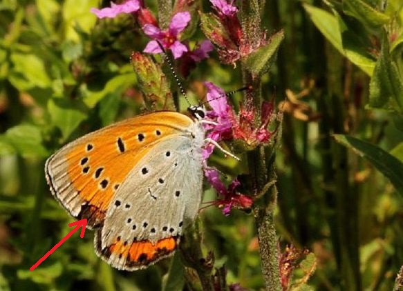 Forse Lycaena dispar?