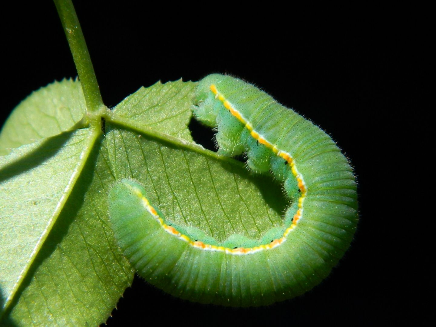 Colias crocea e uova