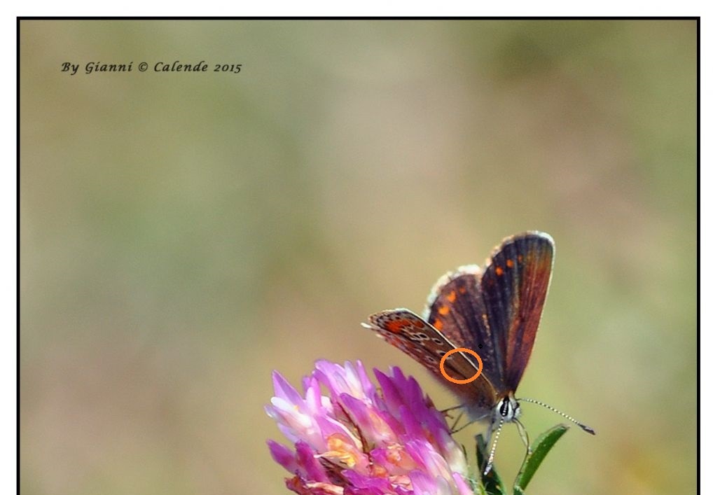 Quale Polyommatus? Cfr. Aricia sp.