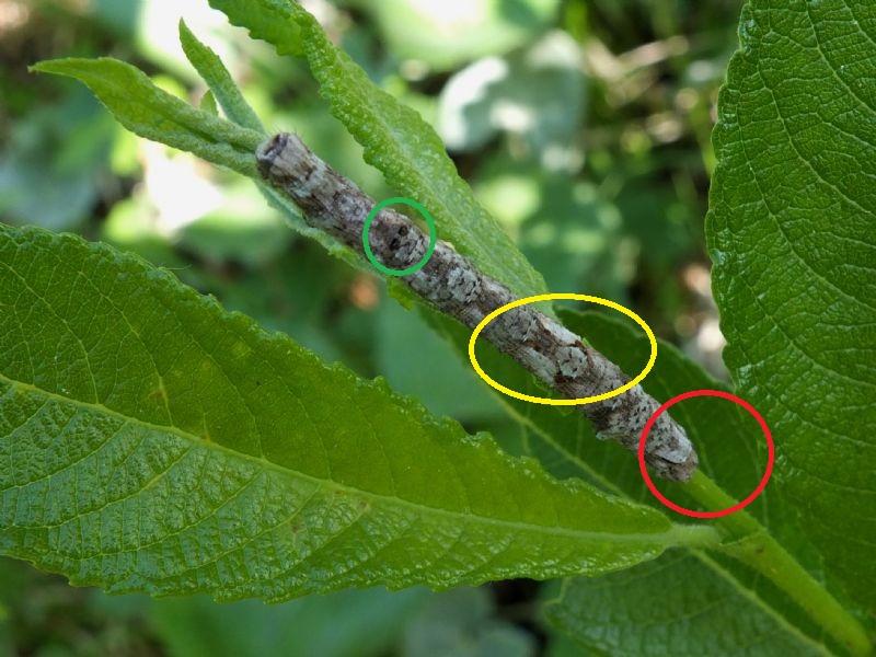 Bruco da identificare - Crocallis elinguaria, Geometridae