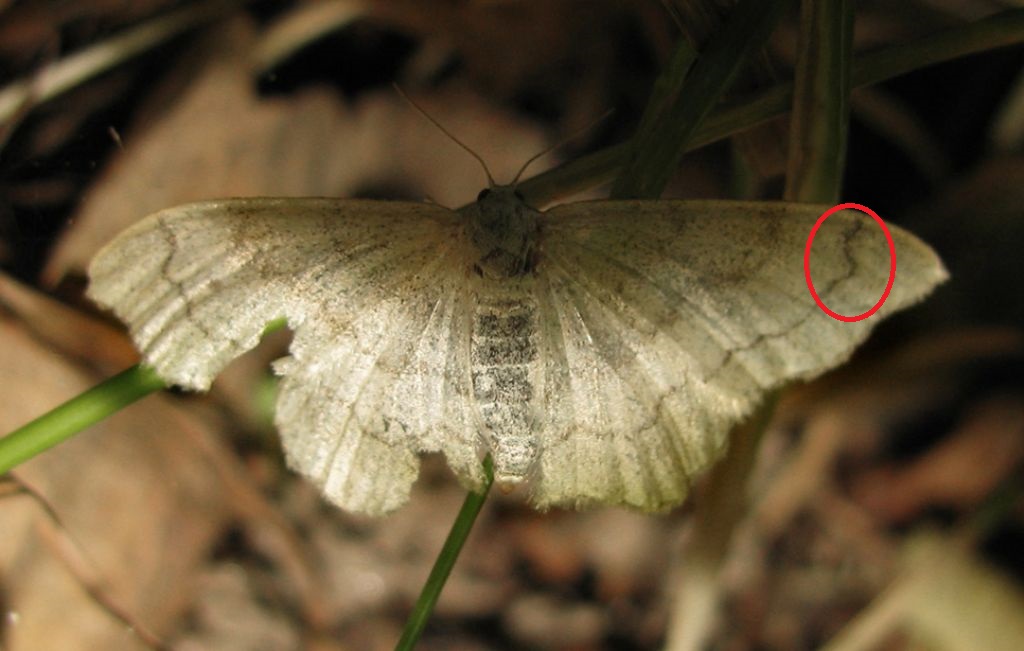 Scopula (Calothysanis) ternata? No, cfr. Idaea aversata f. remutata