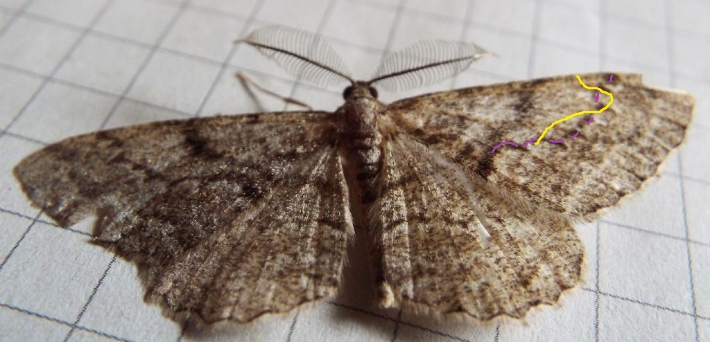 Maschio di Alcis repandata? No, Peribatodes cfr. secundaria (Geometridae)