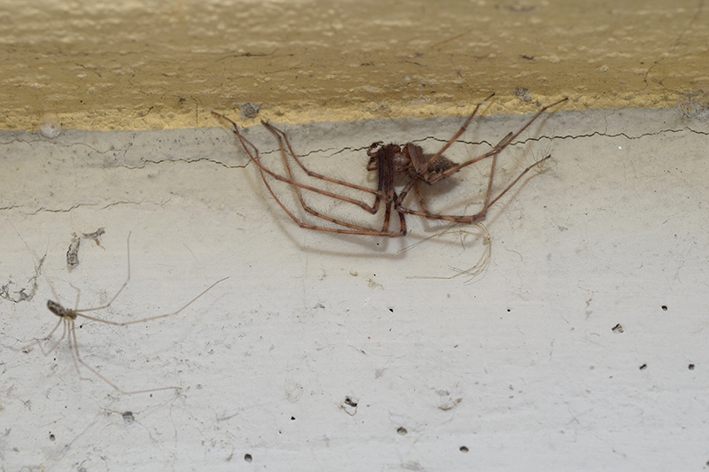 Tegenaria sp.? Sì, Tegenaria parietina, maschio - Viadana ...