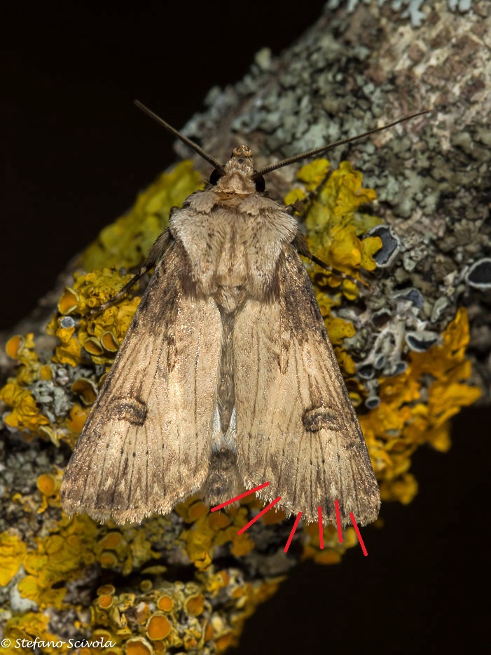 Agrotis da id - Agrotis puta, Noctuidae