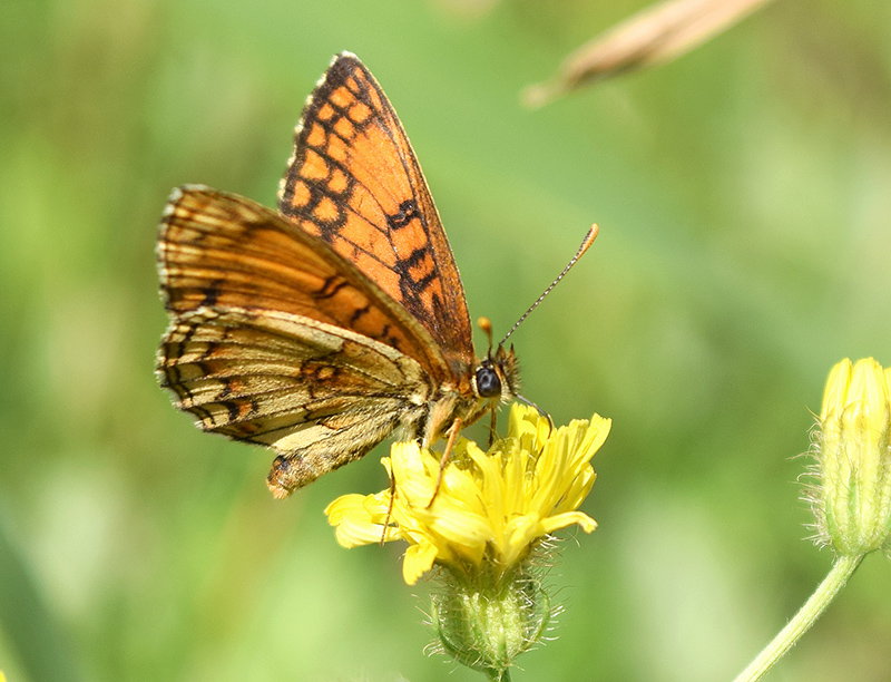 Melitaea aberrante - Melitaea cfr. nevadensis, Nymphalidae