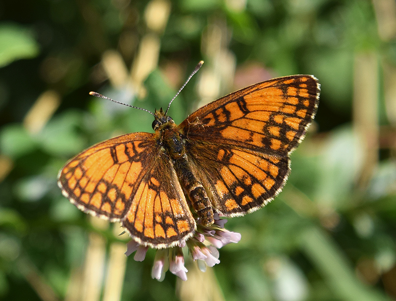 Melitaea aberrante - Melitaea cfr. nevadensis, Nymphalidae