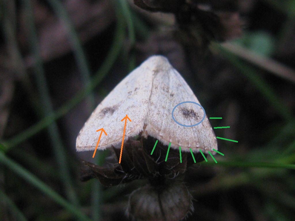 Quale Lepidottero? - Rivula sericealis, Erebidae