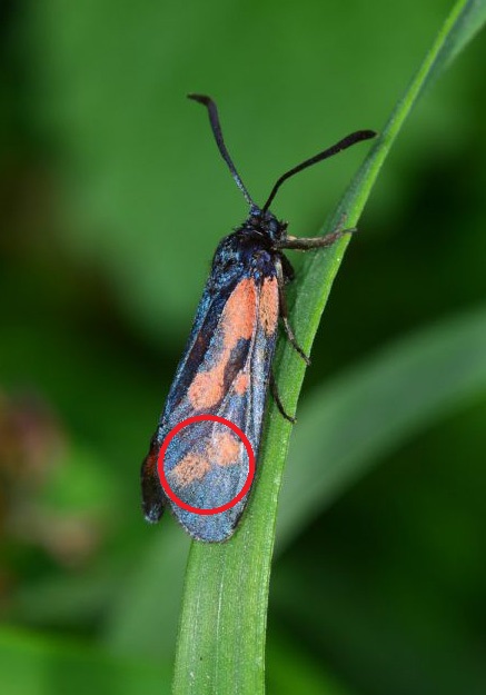 Zygaena da id