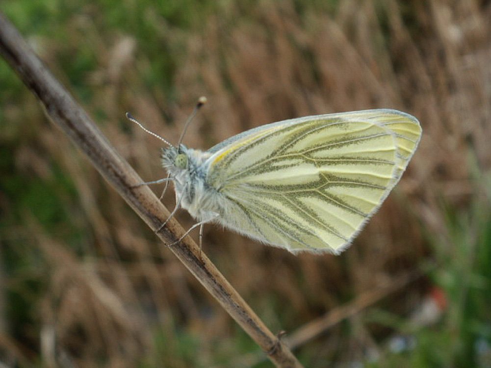 Pieris mannii femmina? No, P. rapae