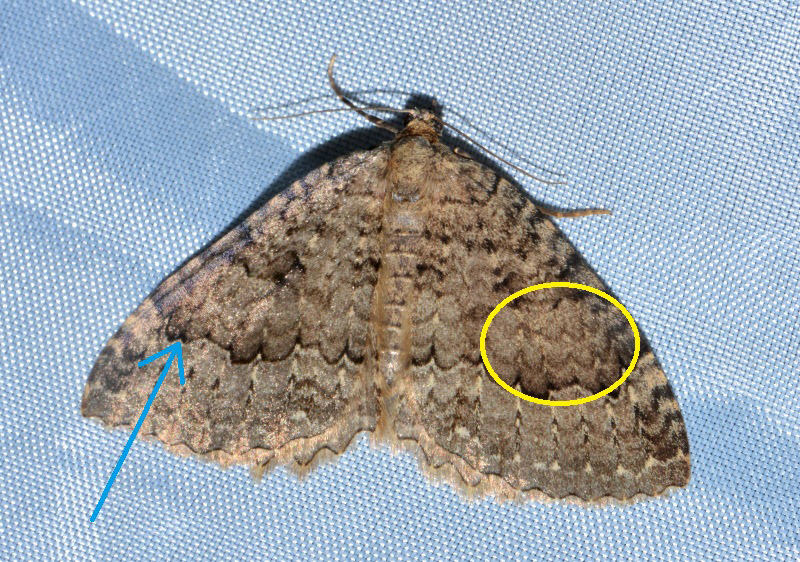 Geometridae da Id - Triphosa tauteli