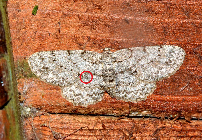 Ectropis crepuscularia? No, Hypomecis punctinalis, Geometridae