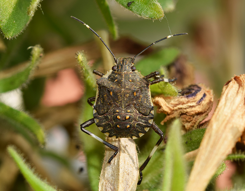 ninfa di Halyomorpha halys (Pentatomidae)