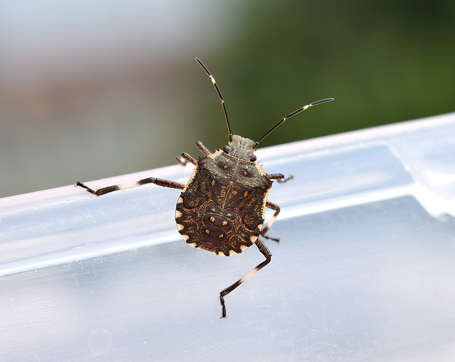 ninfa di Halyomorpha halys (Pentatomidae)