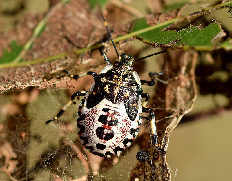 Pentatomidae: ninfa di Troilus luridus