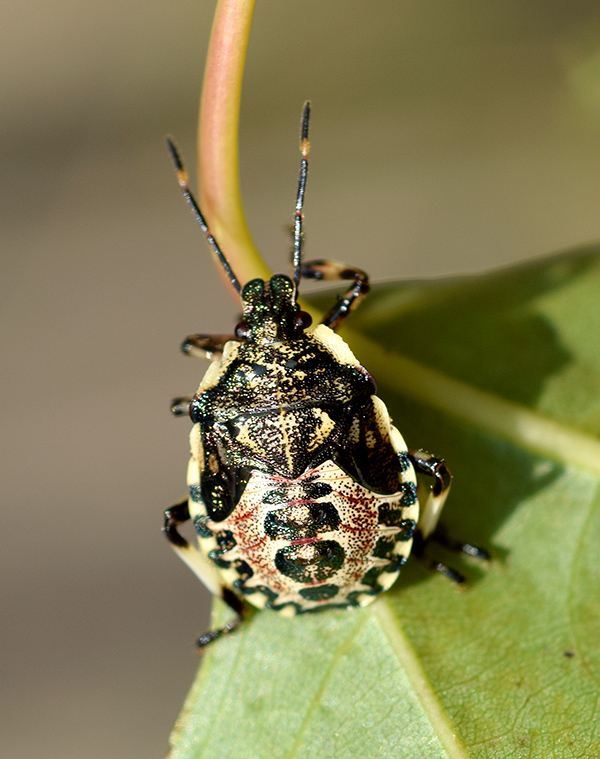 Pentatomidae: ninfa di Troilus luridus