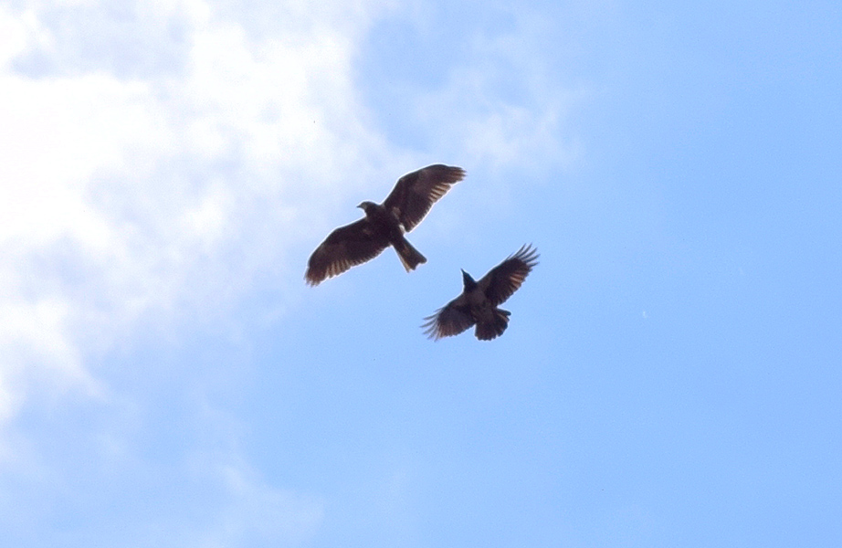 E'' possibile l''identificazione? Falco di palude - Circus aeruginosus