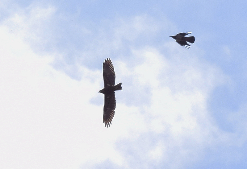 E'' possibile l''identificazione? Falco di palude - Circus aeruginosus