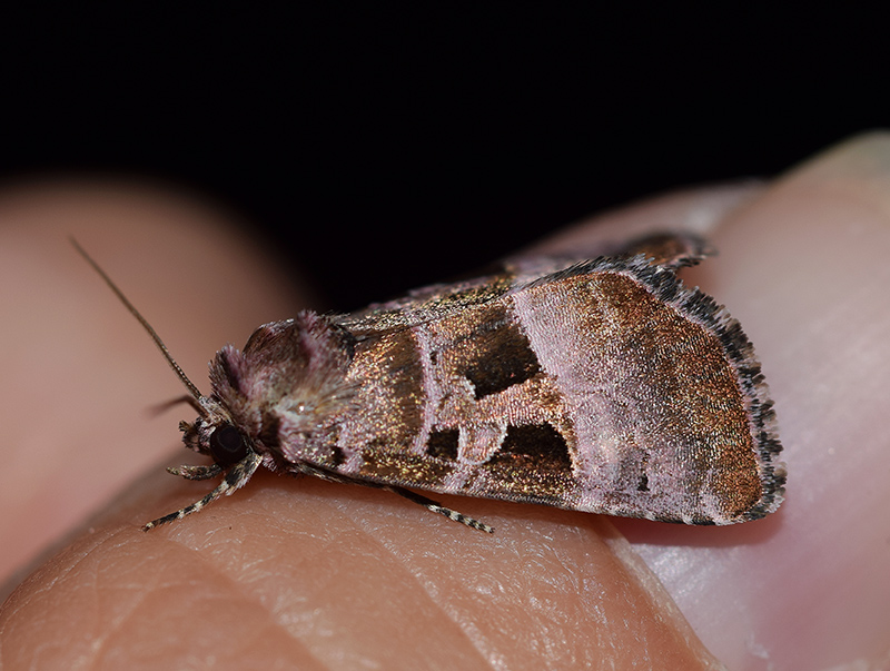 Eucarta amethystina - Noctuidae