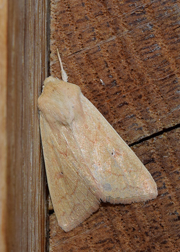 Mythimna vitellina Noctuidae