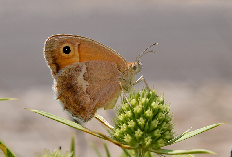 Coenonympha dalla Sicilia