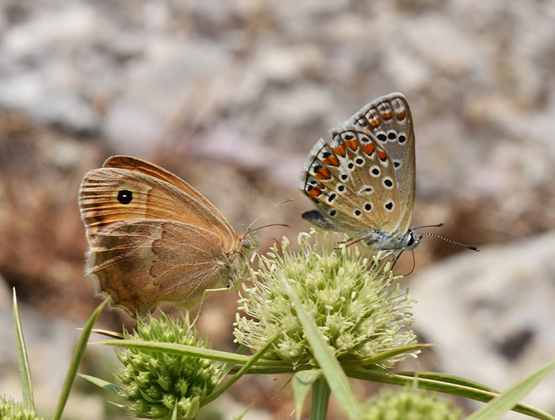 Coenonympha dalla Sicilia