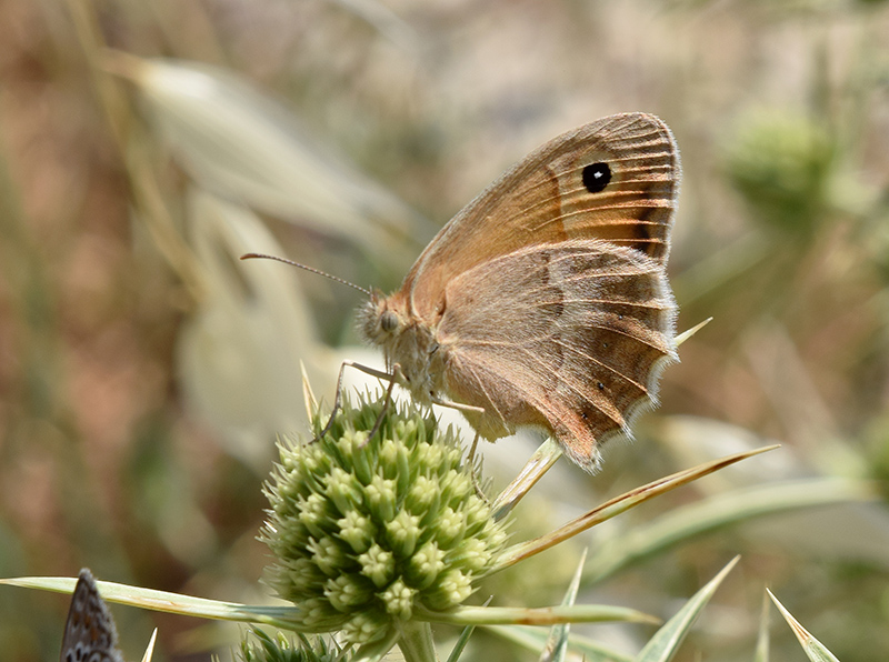 Coenonympha dalla Sicilia