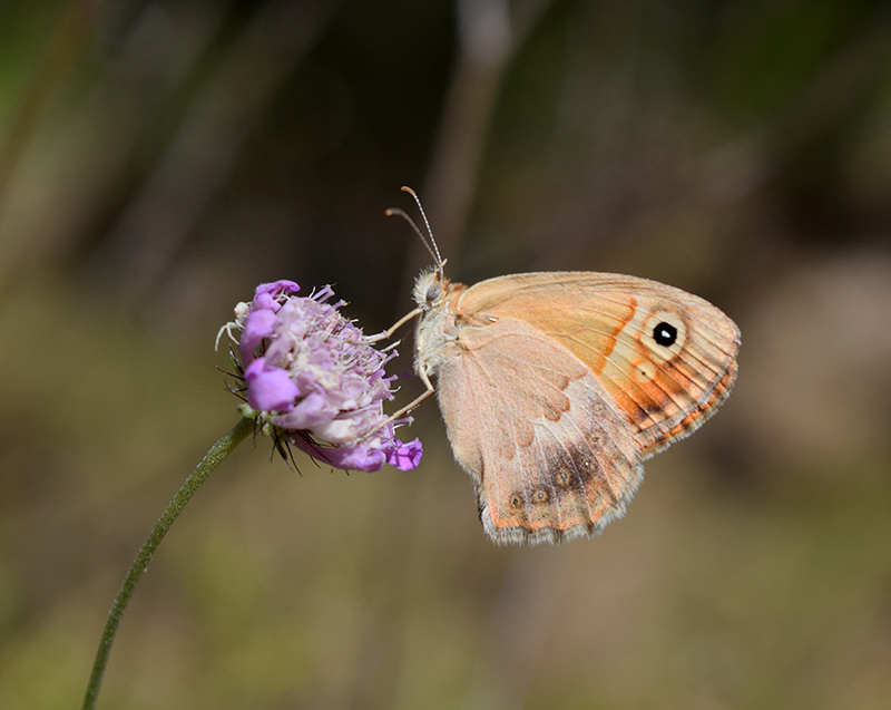 Coenonympha dalla Sicilia