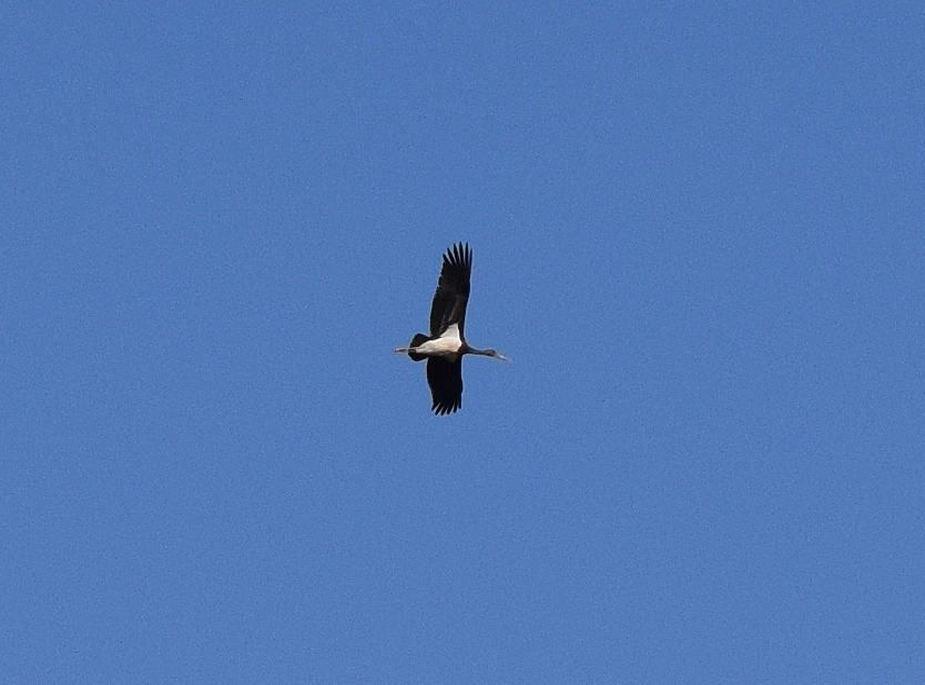 Ciconia nigra a Viadana (MN)