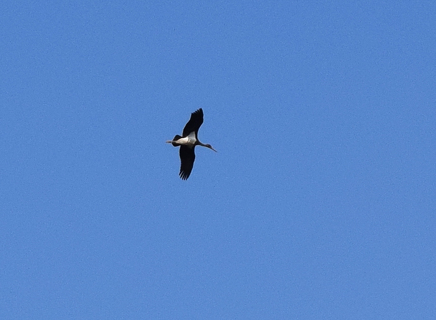 Ciconia nigra a Viadana (MN)