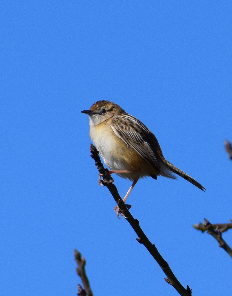 Beccamoschino (Cisticola juncidis) ?  S !