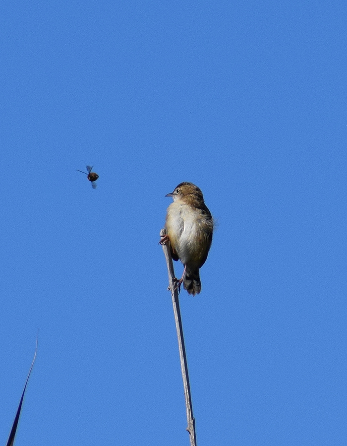 Beccamoschino (Cisticola juncidis) ?  S !