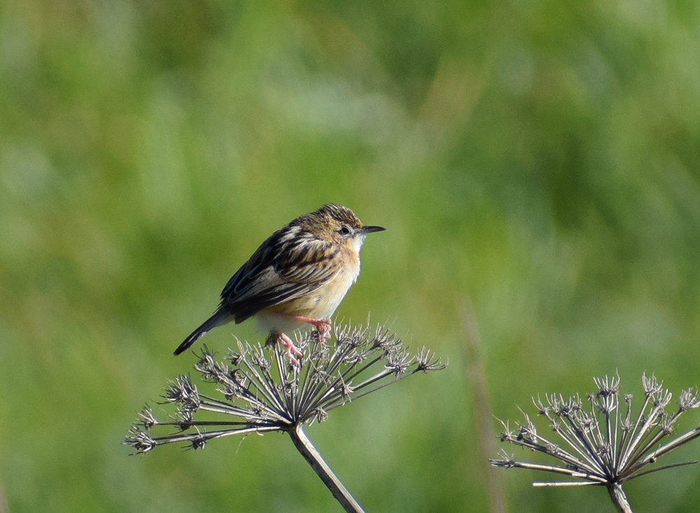 Beccamoschino (Cisticola juncidis) ?  S !