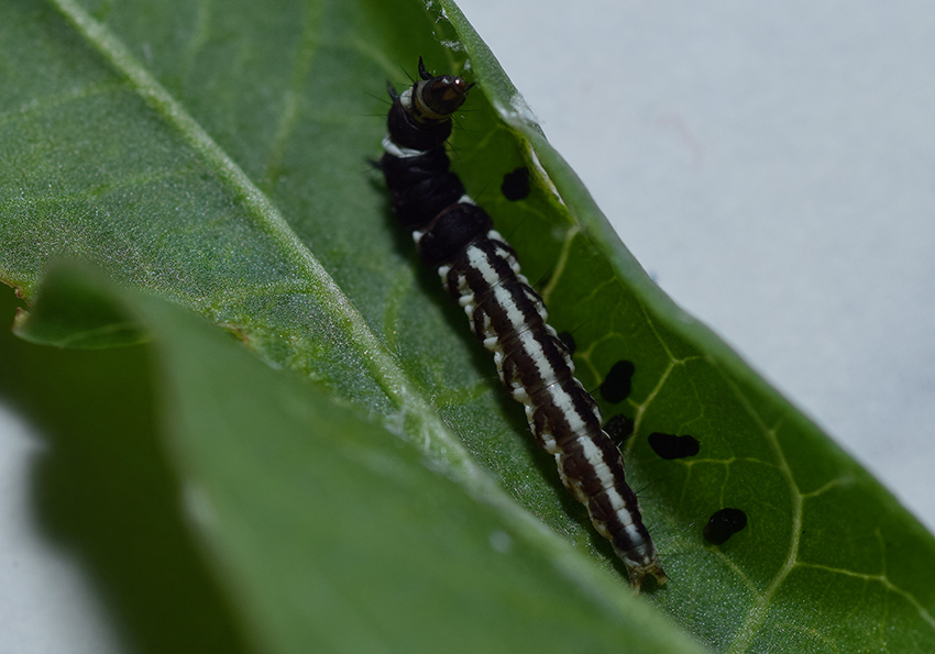 Bruco...di Helcystogramma sp.- Gelechiidae