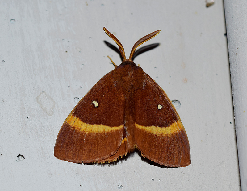 Lasiocampa trifolii/quercus