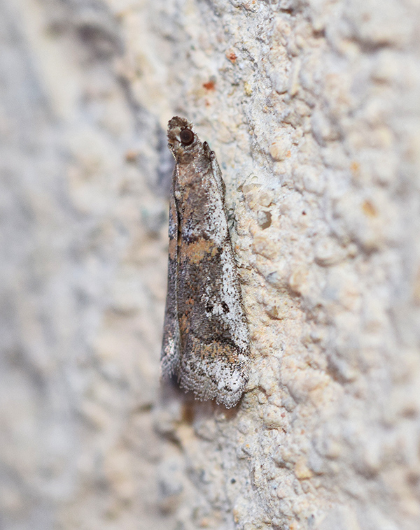 Pyralidae: Acrobasis...? Acrobasis centunculella