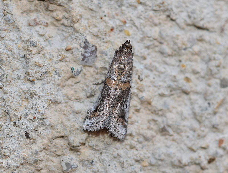 Pyralidae: Acrobasis...? Acrobasis centunculella