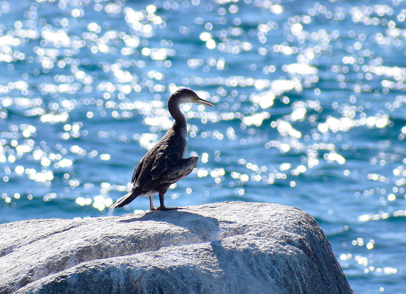 Giovani Cormorani?  No, giovani Marangoni dal ciuffo (Phalacrocorax aristotelis)