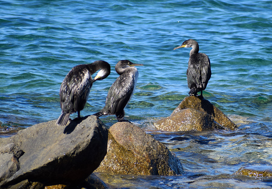 Giovani Cormorani?  No, giovani Marangoni dal ciuffo (Phalacrocorax aristotelis)