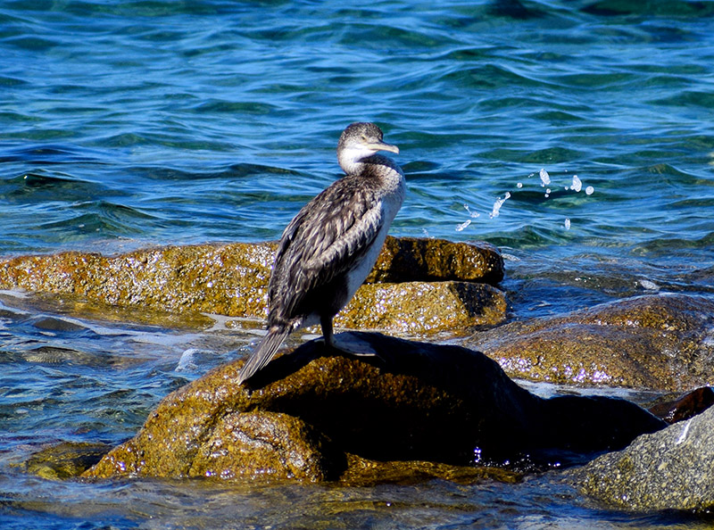 Giovani Cormorani?  No, giovani Marangoni dal ciuffo (Phalacrocorax aristotelis)