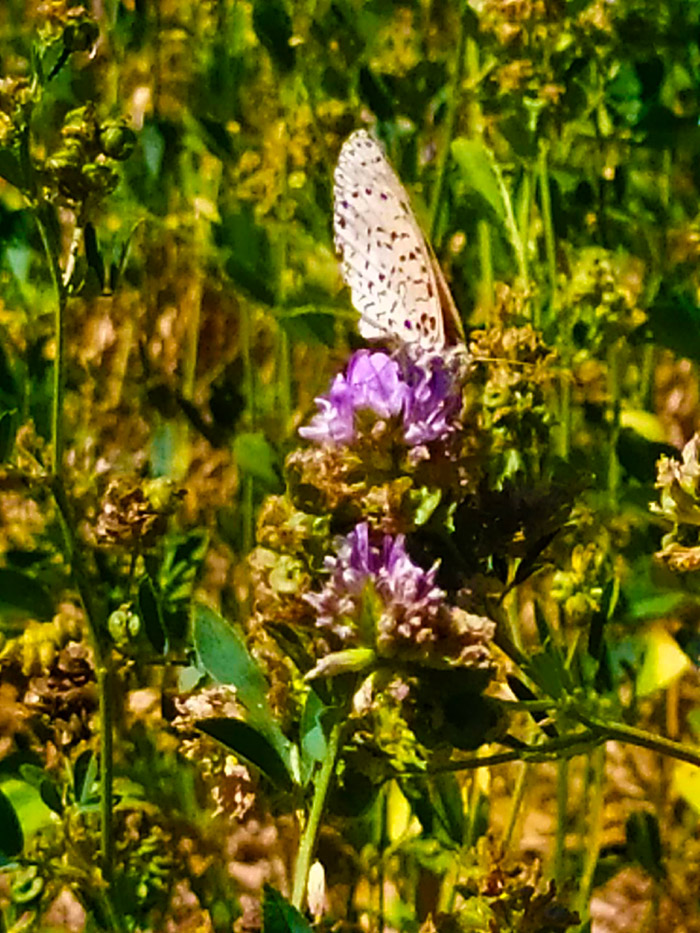 Identificazione farfalla