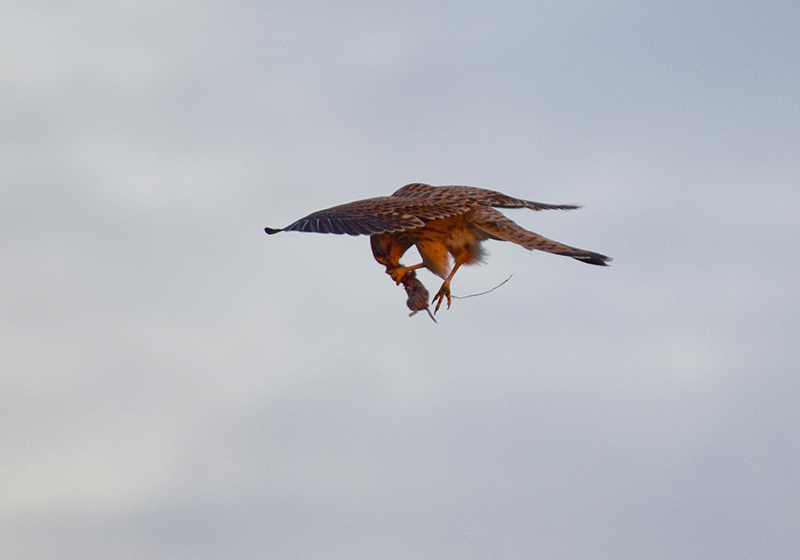 Un boccone al volo per il Gheppio