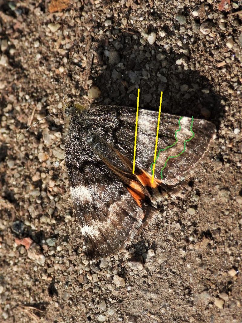 Boudinotiana notha - Geometridae