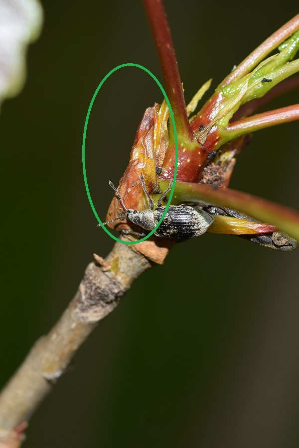 Pupa ??