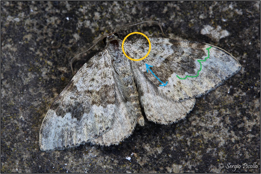 Geometridae da identificare - Coenotephria tophaceata