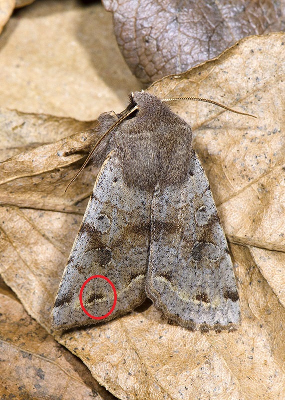 Noctuidae - Orthosia (Orthosia) incerta