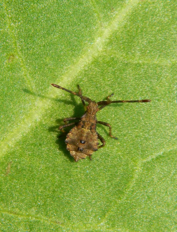 ninfa di Coreus marginatus (Coreidae)