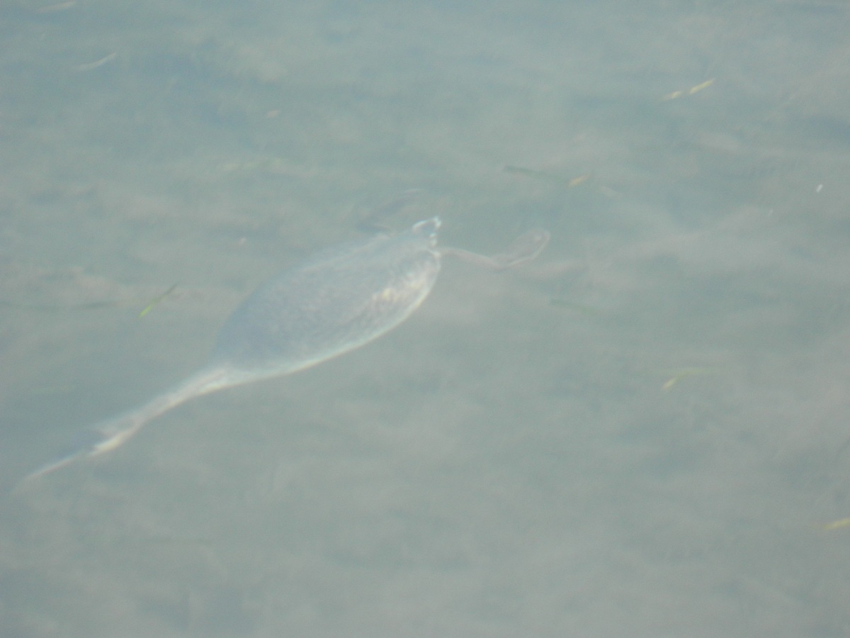 Svasso a pesca nel lago